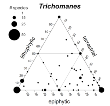 Trichomanes