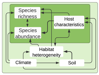 Figure 6: Relationships between richness and abundance of vascular epiphytes and major predictors. Squares represent local (light green) and tree (dark green) scales.
